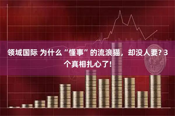 领域国际 为什么“懂事”的流浪猫，却没人要? 3个真相扎心了!
