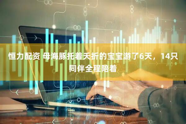 恒力配资 母海豚托着夭折的宝宝游了6天，14只同伴全程陪着